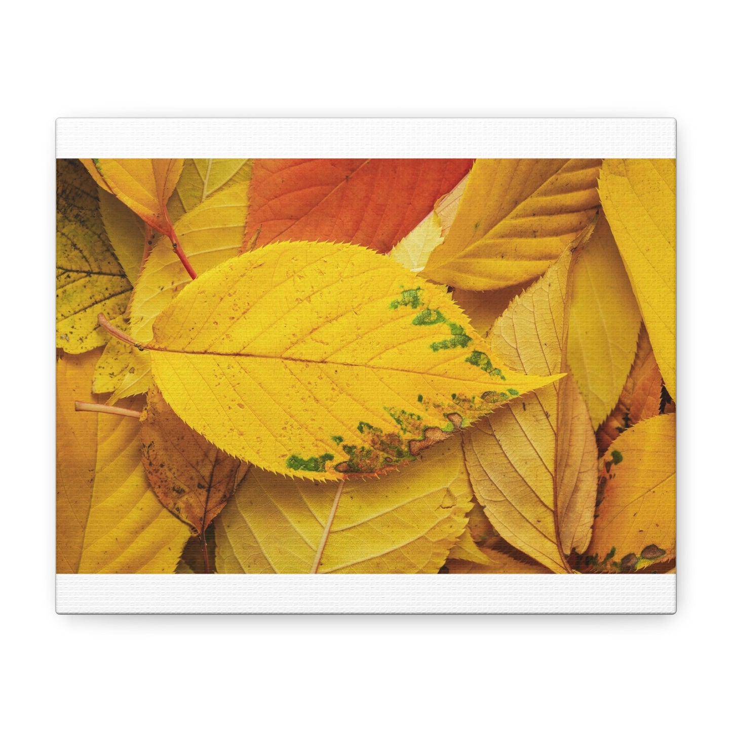 Matte Canvas Wall Art Stretched 1.25 - Replace the Image with Your Favorite Photo!